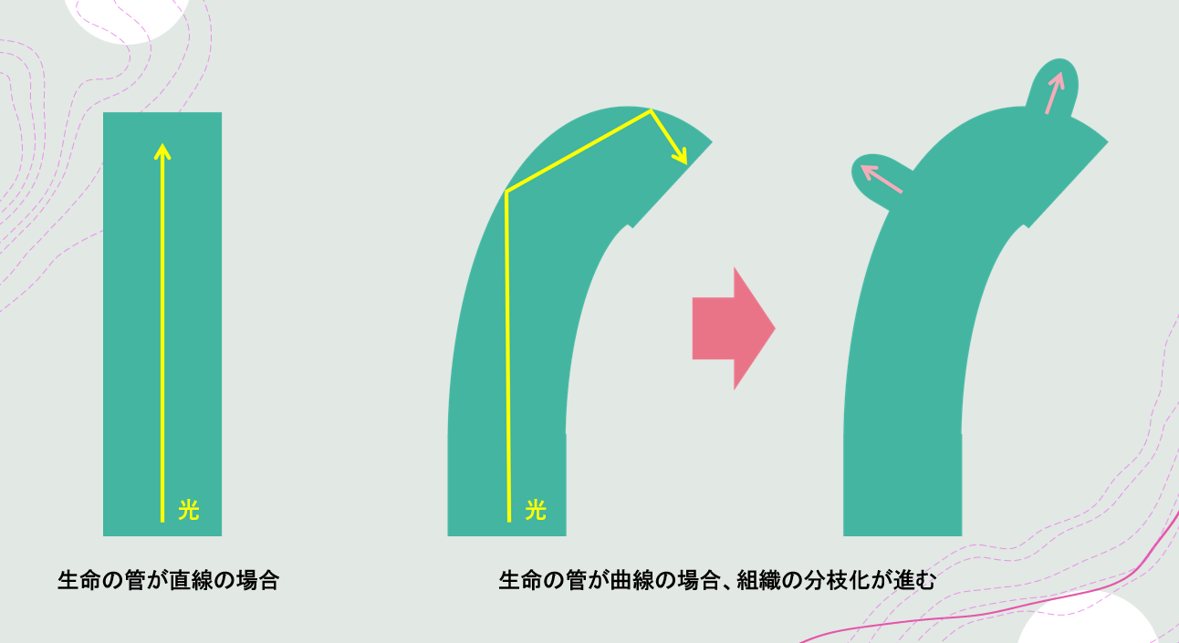 分枝する仕組み